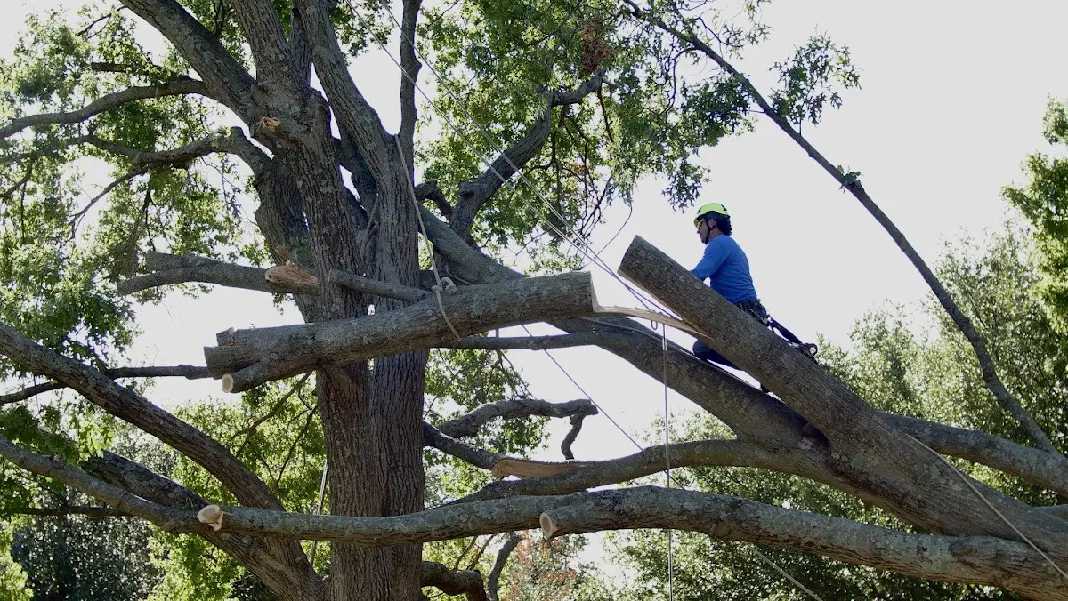 Professional Crown Thinning performed by certified arborists in Clinton