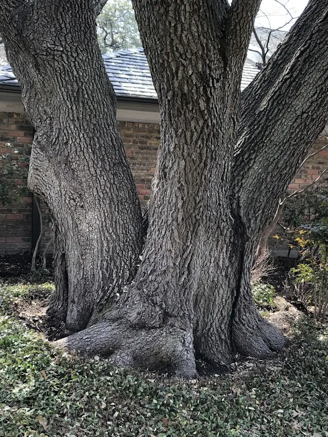 Mature heritage tree close to a Clinton property cared for by certified arborists
